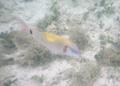 Goatfish - Indian Goatfish - Parupeneus indicus