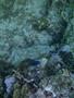 Damselfish - Yellowtail Damselfish - Microspathodon chrysurus