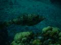 Filefish - Scrawled Filefish - Aluterus scriptus