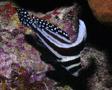 Drums - Spotted Drum - Equetus punctatus