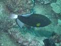 Triggerfish - Pinktail Triggerfish - Melichthys vidua