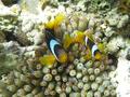 Damselfish - Red Sea Anemonefish - Amphiprion bicinctus