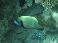 Angelfish - Emperor Angelfish - Pomacanthus imperator