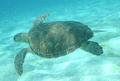 Turtle - Green Sea Turtle - Chelonia mydas