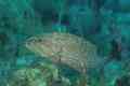 Groupers - Graysby - Cephalopholis cruentatus