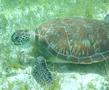 Turtle - Green Sea Turtle - Chelonia mydas