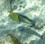 Wrasse - Yellowhead Wrasse - Halichoeres garnoti