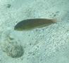 Wrasse - Yellowhead Wrasse - Halichoeres garnoti