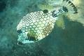 Trunkfish - Smooth Trunkfish - Lactophrys triqueter