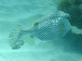 Trunkfish - Spotted Trunkfish - Lactophrys bicaudalis