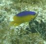 Damselfish - Beaugregory Damselfish - Stegastes leucostictus