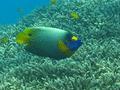 Angelfish - Blue-faced Angelfish - Pomacanthus xanthometopon