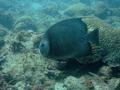 Angelfish - Gray Angelfish - Pomacanthus arcuatus