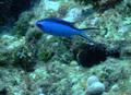 Damselfish - Blue Chromis - Chromis cyanea