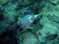 Squirrelfish - Longspine Squirrelfish - Holocentrus rufus