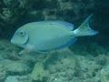 Surgeonfish - Ocean Surgeonfish - Acanthurus bahianus