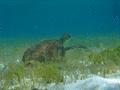 Turtle - Green Sea Turtle - Chelonia mydas