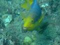 Hogfish - Spanish Hogfish - Bodianus rufus