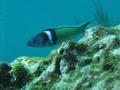 Wrasse - Bluehead Wrasse - Thalassoma bifasciatum