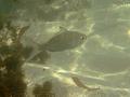 Mojarras - Silver Jenny - Eucinostomus gula