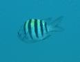 Damselfish - Sergeant Major - Abudefduf saxatilis