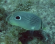 Butterflyfish - Foureye Butterflyfish - Chaetodon capistratus