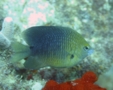 Damselfish - Threespot Damselfish - Stegastes planifrons