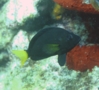 Seabasses - Yellowtail Hamlet - Hypoplectrus chlorurus