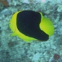 Angelfish - Rock Beauty - Holacanthus tricolor