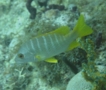 Snappers - Schoolmaster - Lutjanus apodus