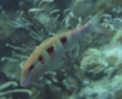 Goatfish - Spotted Goatfish - Pseudupeneus maculatus