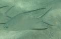 Jacks - Palometa - Trachinotus goodei