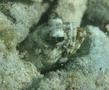 Jawfish - Banded Jawfish - Opistognathus macrognatus