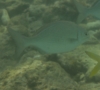 Chubs - Bermuda Chub - Kyphosus sectatrix