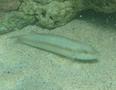 Wrasse - Slippery Dick - Halichoeres bivittatus