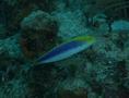 Wrasse - Yellowcheek Wrasse - Halichoeres cyanocephalus