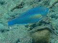 Parrotfish - Princess Parrotfish - Scarus taeniopterus