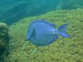 Surgeonfish - Blue Tang - Acanthurus coeruleus