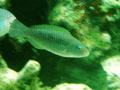 Parrotfish - Striped Parrotfish - Scarus iserti