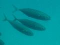 Breams - Striped Boga - Boops lineatus