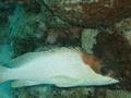 Groupers - Blacktip Grouper - Epinephelus fasciatus