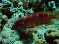 Groupers - Coral Grouper - Cephalopholis miniata