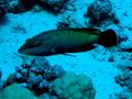 Groupers - Half-spotted Grouper - Cephalopholis hemistiktos