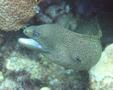 Moray - Goldentail Moray - Gymnothorax miliaris