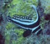 Drums - Spotted Drum - Equetus punctatus