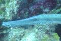 Trumpetfish - Trumpetfish - Aulostomus maculatus