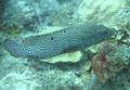 Groupers - Graysby - Cephalopholis cruentatus