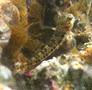 Blennies - Pearl Blenny - Entomacrodus nigricans