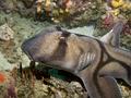 Sharks - Port Jackson Shark - Heterodontus portusjacksoni