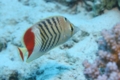 Butterflyfish - Crown Butterflyfish - Chaetodon paucifasciatus